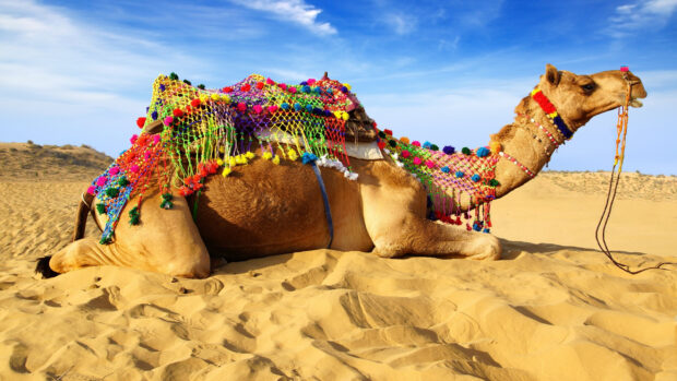 A camel resting on sand with colorful decorations in the desert