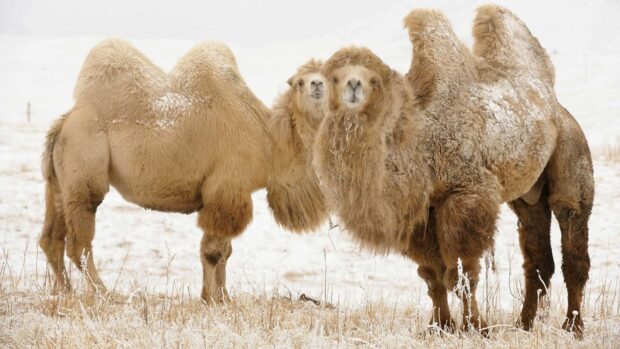 Two bactrian camels standing on dry grass in a snowy landscape