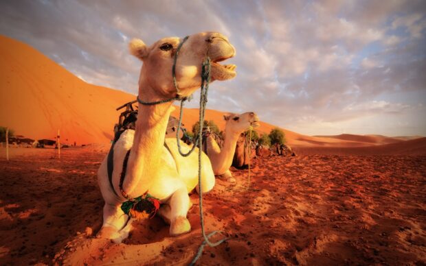 Two camels resting on the sandy desert with orange dunes and cloudy sky in the background
