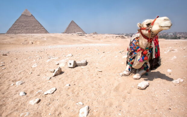 A camel resting on the desert sand near the pyramids in Egypt with a colorful saddle on its back