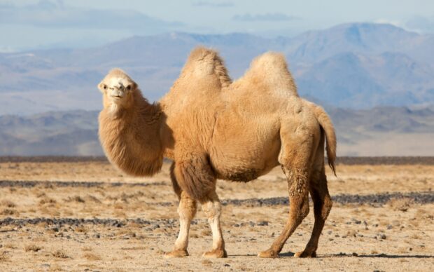A camel standing in a dry desert landscape with mountains in the background