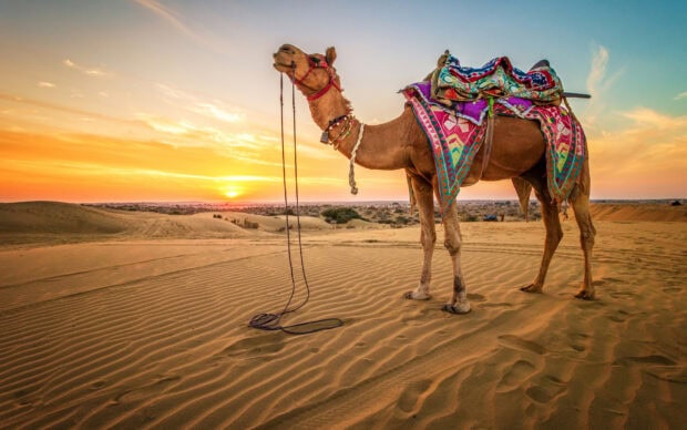 A camel standing on desert sand at sunset with traditional colorful decorations