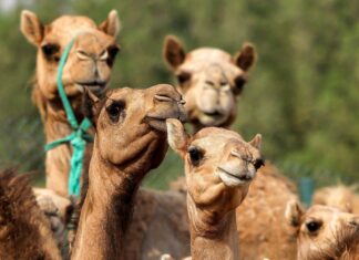 A close up of a group of camel heads standing close together in a natural environment