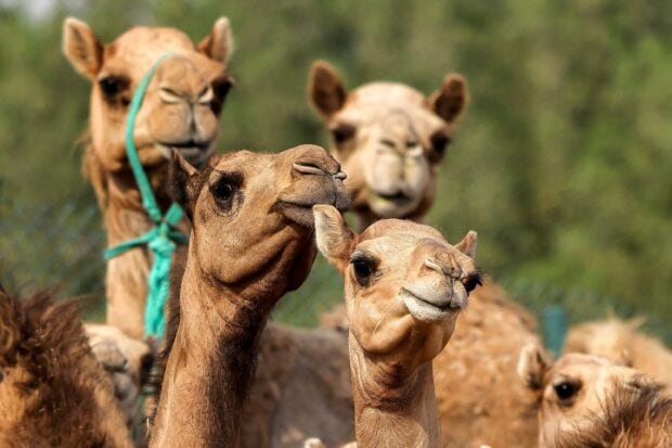 A close up of a group of camel heads standing close together in a natural environment