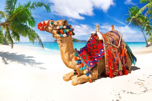 A decorated camel resting on a sandy tropical beach under palm trees and a blue sky