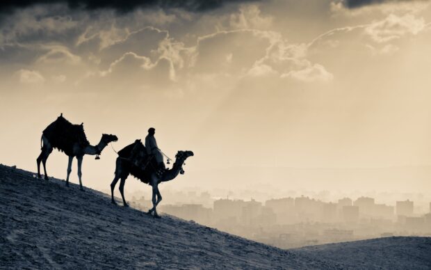 A man riding camels walking down a sandy hill with a city skyline in the background