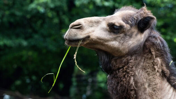 Close up of camel chewing grass in natural environment
