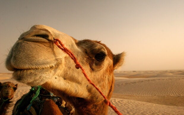 Close up of camel in desert with sandy dunes and clear sky at sunset