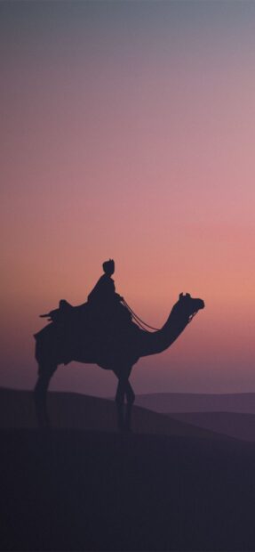 A silhouette of a camel with a rider during sunset in the desert
