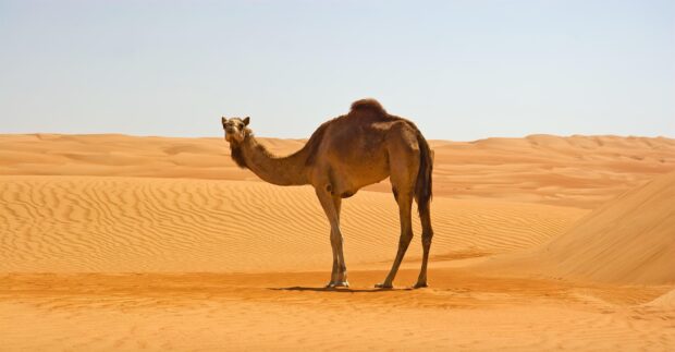 A camel standing in the sandy desert under a clear blue sky