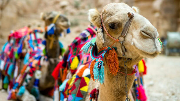 A close up of a camel decorated with colorful tassels and fabric patterns in a desert setting