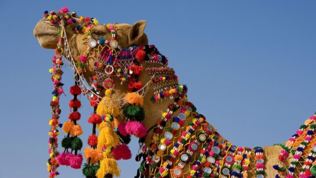 A decorated camel adorned with colorful traditional ornaments against a clear blue sky
