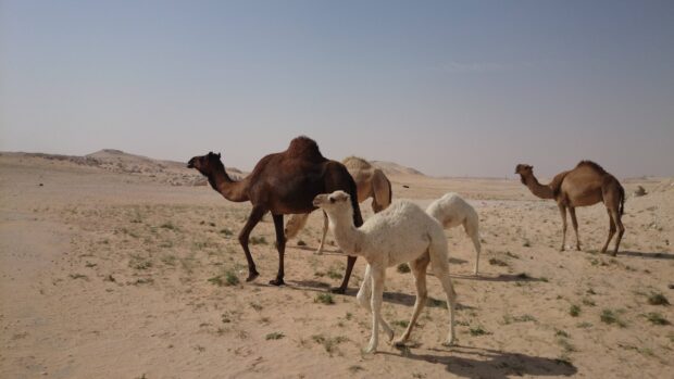 A group of camels walking and standing in a sandy desert landscape