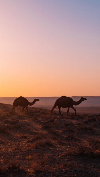 Two camels walking across the desert at sunset in a dry landscape