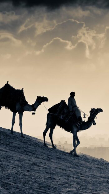A camel caravan crossing a desert hill with a rider guiding the camels at sunset