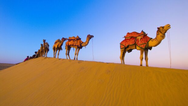 A camel caravan walking on a sand dune in the desert during sunset with colorful saddles