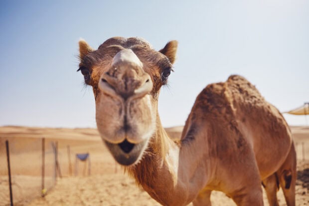 Close up of a camel in the desert with clear sky and sandy background