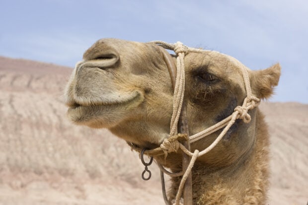 Close up of a camel's head with a rope harness in a desert landscape