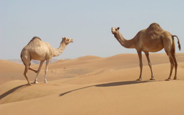 Two camels walking on sand dunes in desert landscape