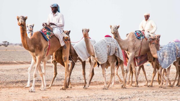 Two men riding camels in desert caravan with colorful saddles and traditional clothing