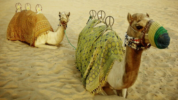 A camel resting on sandy desert with traditional decorative cloth and colorful muzzle cover