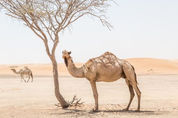 A camel standing beside a dry tree in the desert landscape