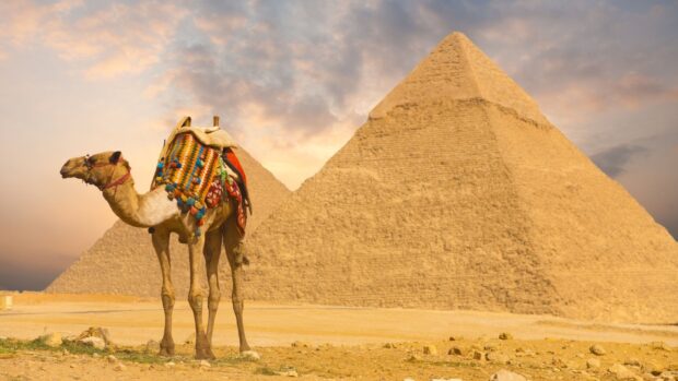 A camel standing in front of the pyramids during sunset in the desert