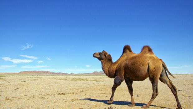 A camel walking across the dry desert landscape under a clear blue sky