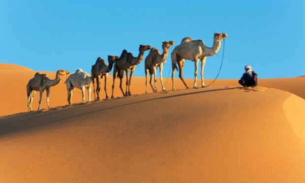 A caravan of camels walking across sand dunes in the desert with a man sitting nearby