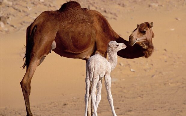 A camel and its calf standing close together in a desert environment