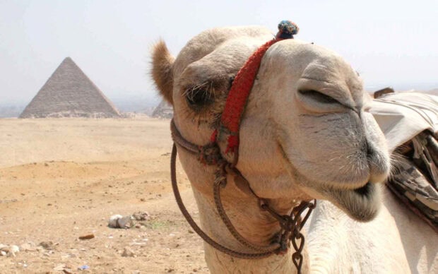 A close up of a camel with pyramids in the background on a desert landscape
