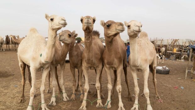 A group of camels standing close together in a desert farm setting