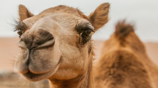 Close up of a camel face showing detailed eyelashes and nose in the desert