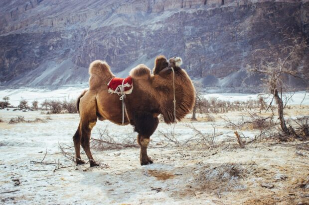 A two humped camel standing in a dry mountainous landscape with sparse vegetation
