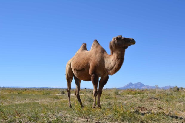 A wild camel stands in a grassy desert plain with mountains in the background under clear blue sky