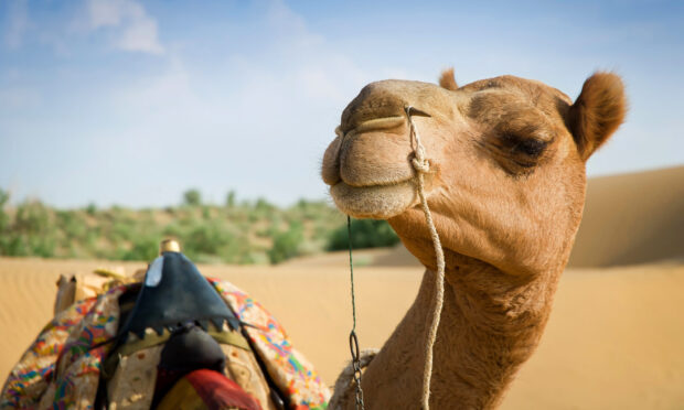 Close up of camel head in desert with colorful saddle