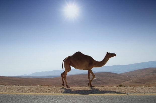 A camel walking along the desert road under the bright sun