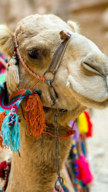 Close up of camel face with colorful decorations in vibrant desert setting