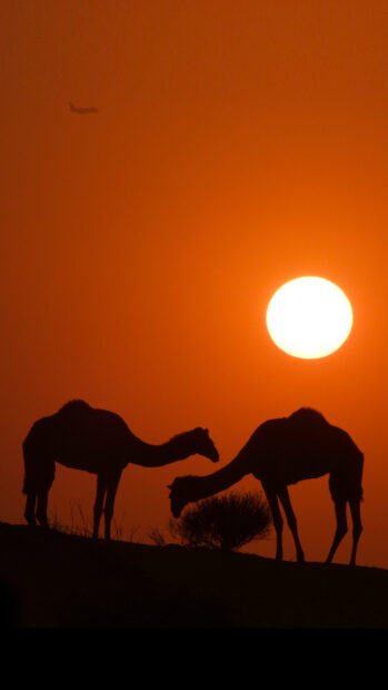 Two camels grazing at sunset with a clear orange sky