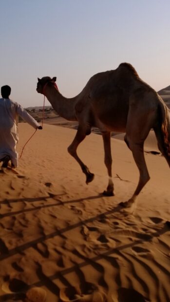 A man leading a camel across desert sand during sunset