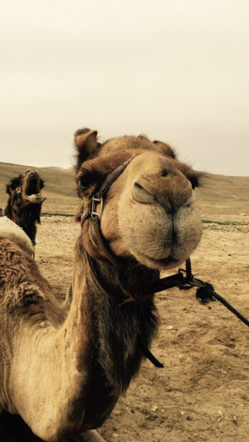 A close up of camel in a desert with another camel yawning in the background