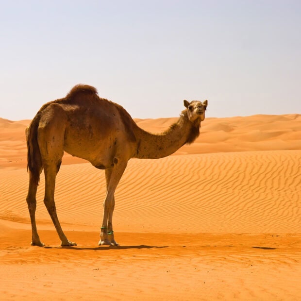 A camel standing on orange sand dunes in the desert under clear sky