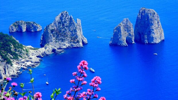 The rocky cliffs of Capri Island with bright pink flowers in the foreground