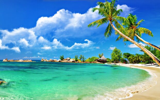 Tropical Caribbean island with clear turquoise water and palm trees along sandy beach