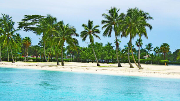 Tropical Caribbean islands with palm trees along the sandy beach