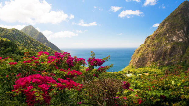 Lush Caribbean Islands with vibrant flowers and mountain views under a clear blue sky