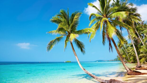 Tropical Caribbean Islands with palm trees and clear blue ocean under bright sky