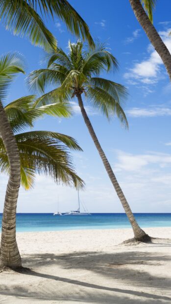 Tall palm trees on a Caribbean island with sailboats in the blue sea