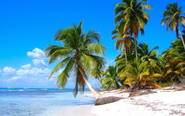 Tropical Caribbean Islands with palm trees and clear blue ocean under sunny sky