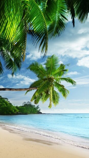 Lush Caribbean Islands with vibrant palm trees on a tropical sandy beach